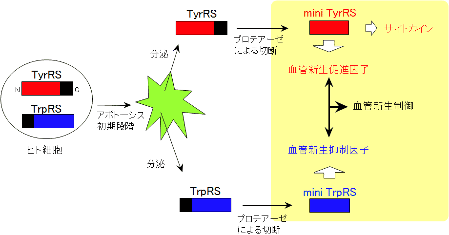 wakasugi_fig1