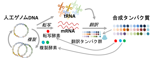 ichihashi_fig2