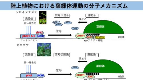 suetsugu_fig3